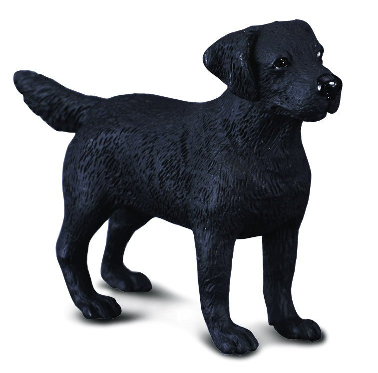 Labrador Retriever, Medium (88076)