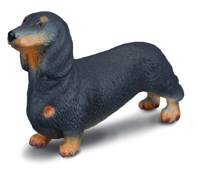 Dachshund, Small (88185)