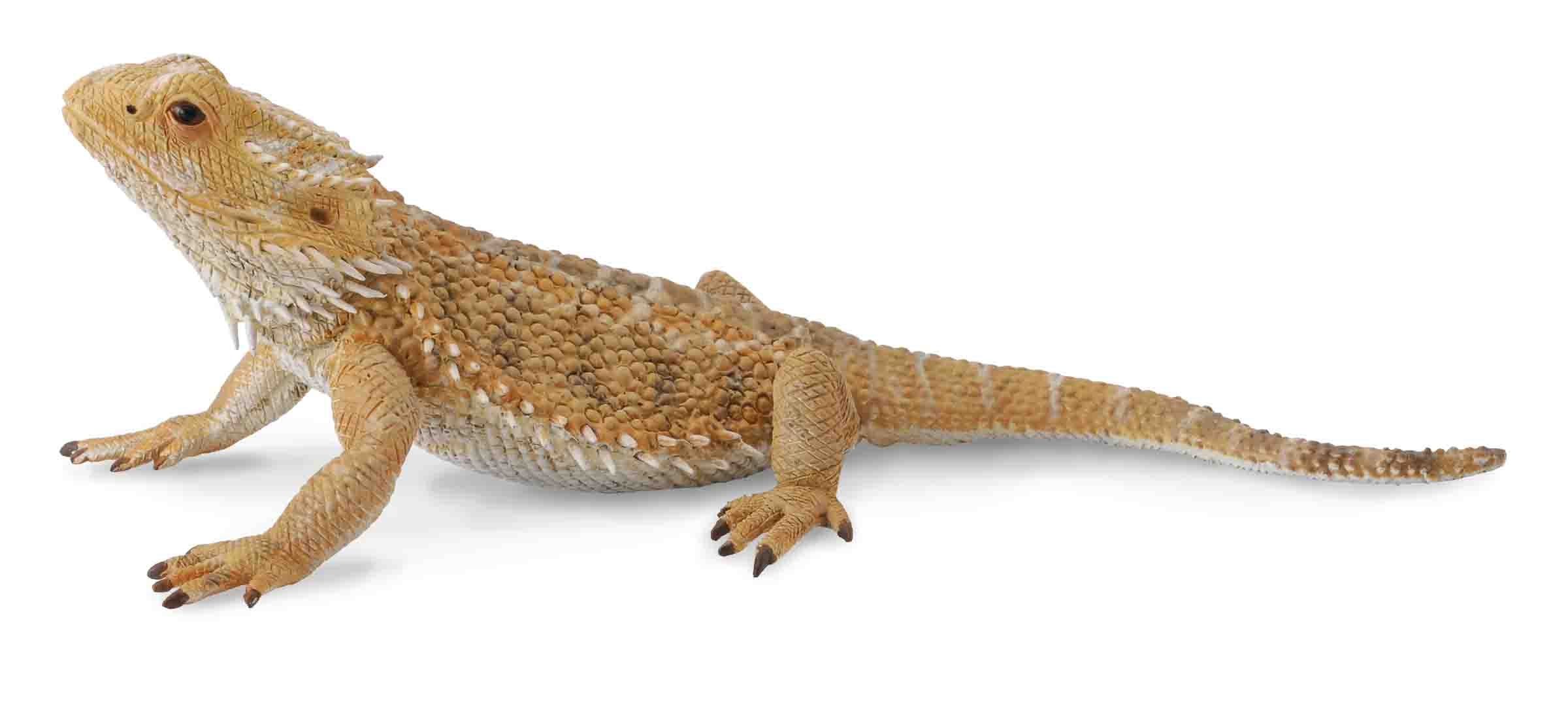 CollectA - Reptiles & Amphibians - Bearded Dragon Lizard (L) (88567)