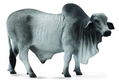 Brahman Bull, Large (88579)