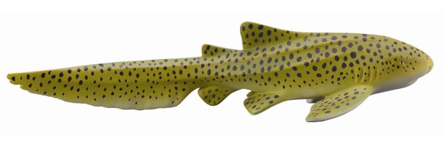 Zebra Shark, Medium (886614)