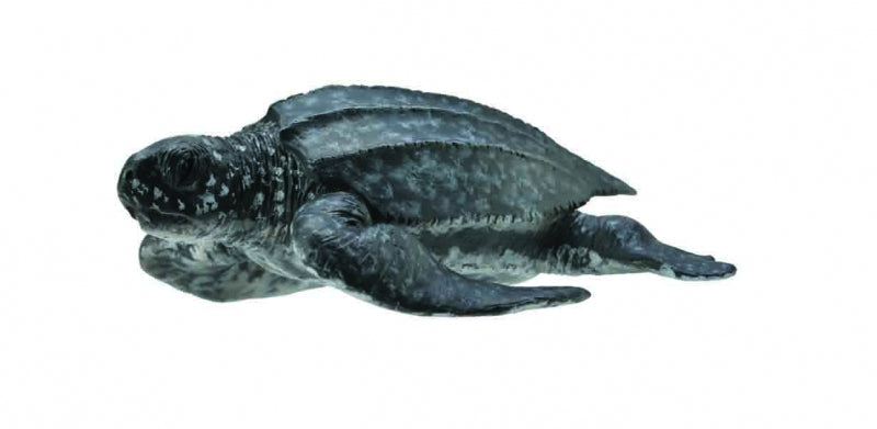 CollectA - Oceans - Leatherback Sea Turtle (M) (88680)