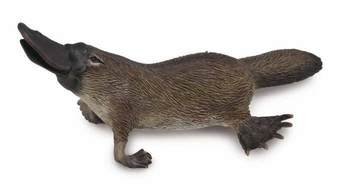 Platypus, Medium (88795)