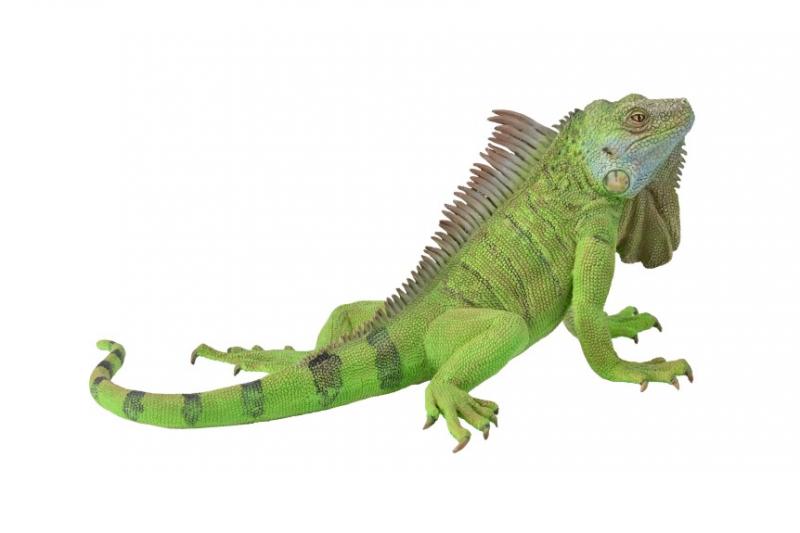 CollectA - Reptiles & Amphibians - Iguana (XL) (88965)