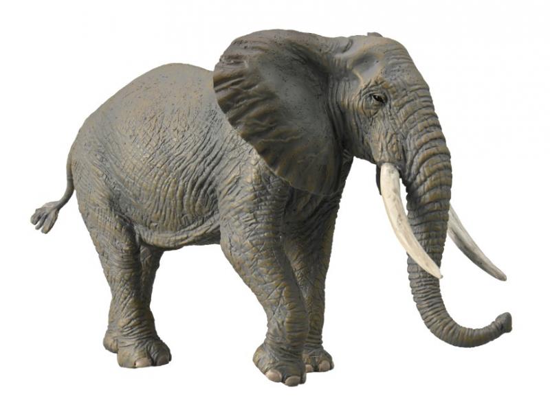 African Bush Elephant, Extra Large (88966)