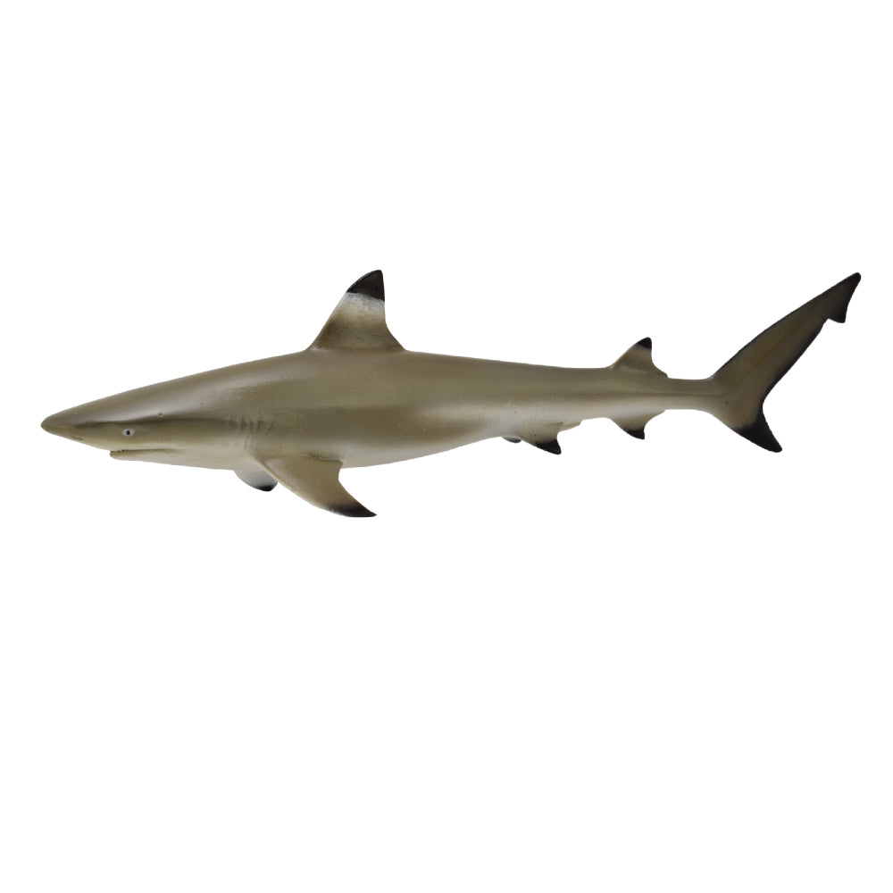 Blacktip Reef Shark, Medium (88726)