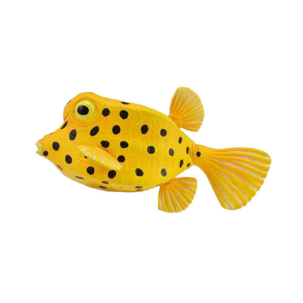 Boxfish, Small (88788)